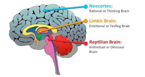 reptile brain in stocks investing